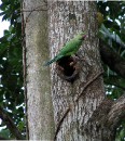 IMG_9351 Parakeet * 1382 x 1543 * (778KB)
